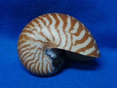 【鑫寶貝】貝殼DIY 鸚鵡螺  10cm  NO.9  貝殼收藏 拍照擺設、開店擺設、鏤空桌面擺設