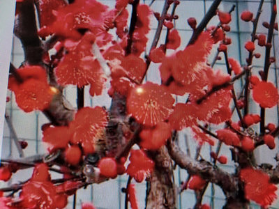 保證日本品種鮮艷紅色梅花重瓣花，生長速度比一般的梅花慢兩三倍特殊稀有只有三盆一盆只賣1999元超商免運好種植喜全日照環境