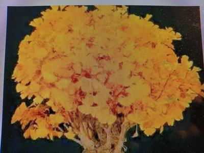 特殊稀有少見日本品種名字叫做八房蕾絲邊銀杏小品盆栽2680元只有一盆好種植喜歡全日照的環境秋冬的時候葉子會變成金黃色免運