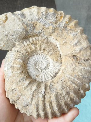 《瑜坊》菊石 鸚鵡螺 化石 NO.4 約13*15*6 cm＊重約 1.176 kg 無拋光 無底座 實拍
