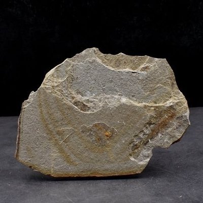 天然白堊紀鱟蟲昆蟲化石古生物化石三眼蝦化石地質科普教學標本凌雲閣化石隕石 促銷