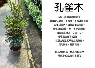 心栽花坊-孔雀木/6吋盆/綠化植物/室內植物/觀葉植物/售價250特價200