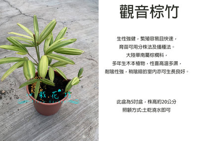 心栽花坊-斑葉觀音棕竹/5吋/觀葉植物/室內植物/綠化植物/售價400特價350