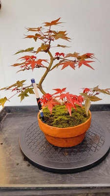 【槭樹庭院】日本楓樹盆栽- 紅舞伎