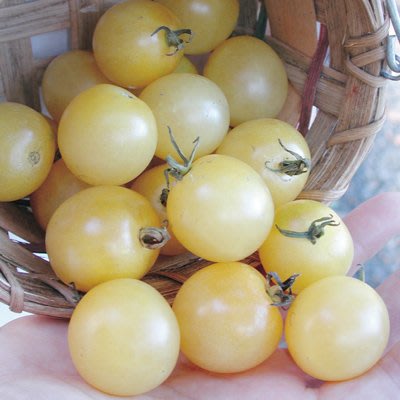 白雪番茄種子奶油白小果番茄，果實甜美(約10顆)