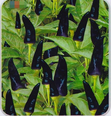 【蔬菜種子S359】紫果朝天椒~~果實呈圓錐形，椒長5~7公分，紫色，肉厚，座果率高，椒味濃，顏色美觀艷麗