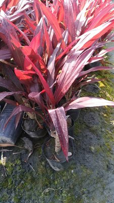 ╭☆東霖園藝☆╮優質樹種( 紅葉朱蕉)紅竹-----葉子鮮紅.據說可葯用