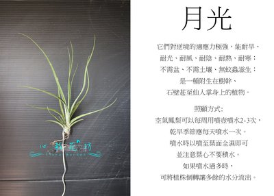 心栽花坊-月光/空氣鳳梨/懶人植物/售價150特價120