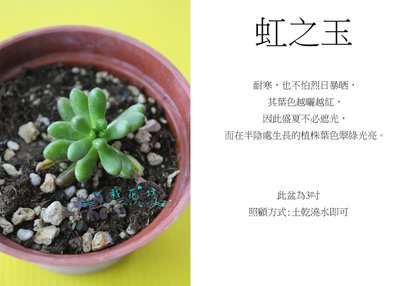 心栽花坊-虹之玉(4吋)(多肉植物)售價50特價40