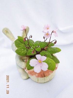 堤緣花語陶-淨化室內空氣植物-非洲紫羅蘭 Midget lillian