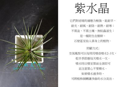 心栽花坊-紫水晶/空氣鳳梨/懶人植物/售價150特價120