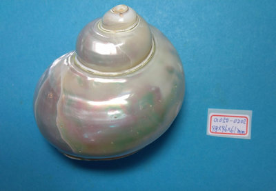 (shelllin 貝殼林)  a050-0202  夜光嶸螺磨光品 (98*96*61 mm)