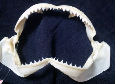 [灰色真鯊嘴牙] 13公分灰色真鯊Dusky Shark魚嘴..專家製作雪白無魚腥味! 是標本也是掛飾!#22