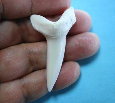 (馬加鯊牙)5.3公分 #281.2馬加鯊魚牙!超大稀有未缺損.可當標本珍藏!