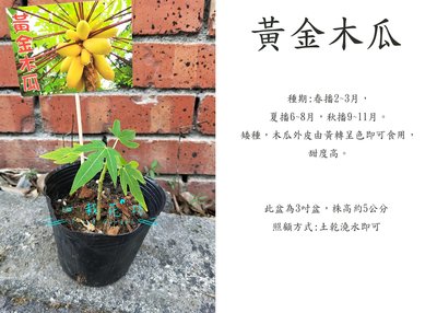 心栽花坊-黃金木瓜/木瓜苗/水果苗/售價150特價120