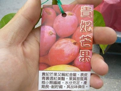╭＊田尾玫瑰園＊╯新品種水果苗-(貴妃芒果)-汁多飽滿、果肉細緻