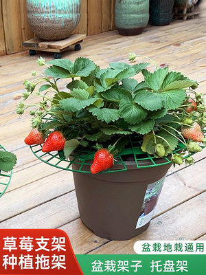 溜溜草莓種植托盤架防倒伏植物果實托盤陽臺草莓支撐墊托架支架網片架