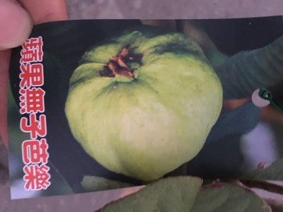 ╭＊田尾玫瑰園＊╯新品種發售-水果成樹( 蘋果無子拔 )高3-4尺1000元