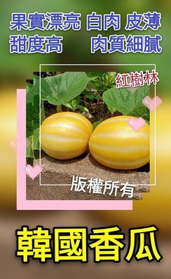 【紅樹林】 韓國香瓜(種子)~每份20粒