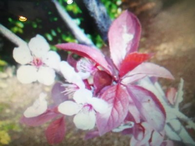 特殊稀有少見日本品種名字叫紅葉守梅花，長期紅色葉子紅色花，很特別漂亮高140公分老盆養多年便宜賣3800元郵局免運只一盆