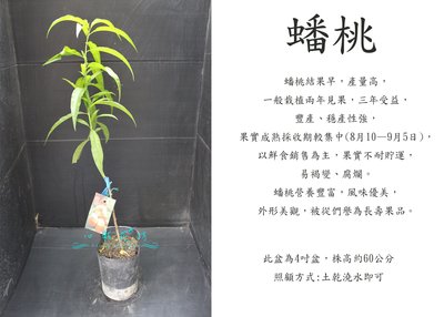 心栽花坊-蟠桃/桃子品種/嫁接苗/水果苗/售價180特價150