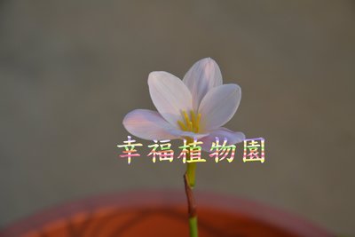 [幸福植物園]風雨蘭 楊梅鐘聲(Zephyranthes Bayberry bells)