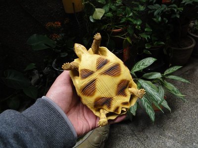 (MOLD-B17) 百份百黃金烏龜守宮溫度11高仿真安哥洛卡陸龜模型大號