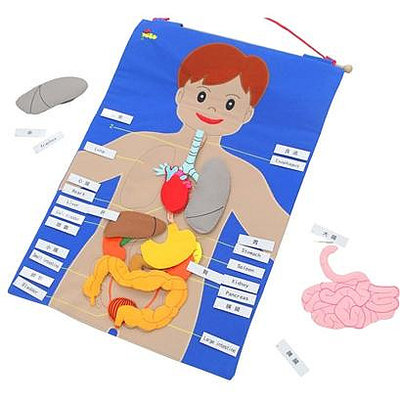 【晴晴百寶盒】美國進口無毒人體器官掛袋 創意兒童身體探險認知訓練教具 送禮禮物禮品 創意寶寶早教益智遊戲 W165