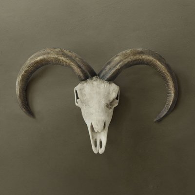【現貨】化石 山羊頭骨 仿真 樹脂 羊頭 裝飾 壁飾 裝飾品
