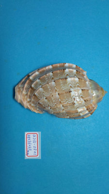 (shelllin 貝殼林) a215-0301 楊桃螺 (88*56*39 mm) F+++