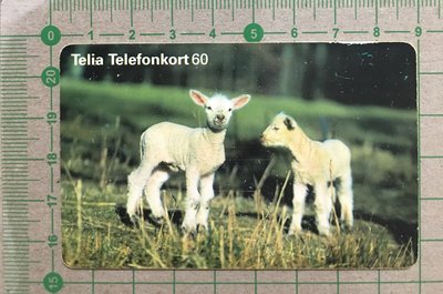 【卡庫】【動物】瑞典1998年，小羊  KSE6102