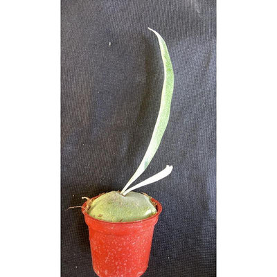 金鋼狼鹿角蕨-澳銀x爪哇-大側芽3吋盆觀葉植物 室內植物 文青小品/療癒蕨品