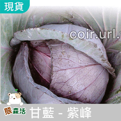 ～全館滿790免運～甘藍 ( 紫色高麗菜 ) 種子Cabbage【熊森活】