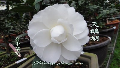 台中茶花- 天鵝湖 -(原棵茶花)-F09