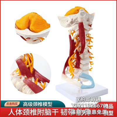 人體模型人體頸椎帶頸動脈后枕骨椎間盤韌帶與神經教學模型骨骼架模型