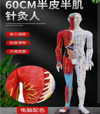 超清晰 人體針灸模型 半邊肌肉模型 經絡模型 穴位人 男模60CM