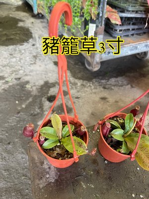 ^花草巷弄^ 3吋盆 // 豬籠草 // 觀賞植物