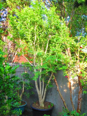 碧羅軒盆栽工作坊--九重葛推廣培植場--  七里香（庭園樹） 編號：1361