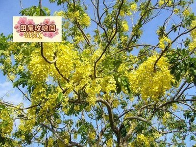 ╭＊田尾玫瑰園＊╯賞花庭園用樹-(阿勃勒)(黃金雨)(數百種樹木供應中)