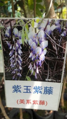 蔓性植物 紫玉紫藤  4.5吋盆 高度約100公分花花世界玫瑰園