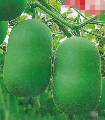 【蔬菜種子S424】迷你冬瓜~~早熟，生育期95天左右。嫩瓜上市500克左右，老瓜上市1500克左右，嫩瓜、老瓜都好吃。