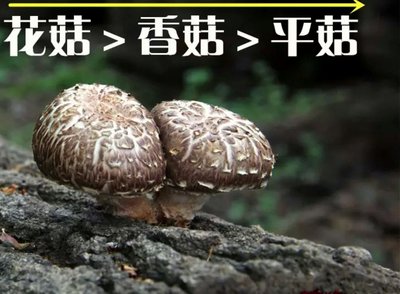 農家級花菇剪腳（直徑2-2.5cm）500g/包
