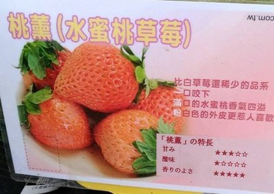 ╭☆東霖園藝☆╮草莓苗(桃薰)水蜜桃草莓.白草莓.日系品種. 稀有.1顆平均13克，糖度10度.11-3月才有貨.