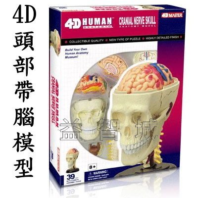 益智城《人體模型/器官模型/人體解剖模型/DIY模型/頭骨模型/頭部模型/4D Master 》4D頭骨模型(含腦模型)