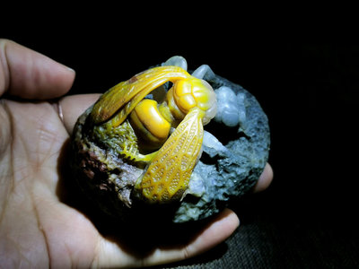 收藏級！90年代的壽山石雕《驚蟄》，極品的壽山三彩雞母窩凍石7298