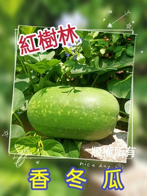 【紅樹林】香冬瓜/迷你東瓜~家庭四季盆栽蔬菜孑小早熟綠皮芋香 (種子)~每份8粒