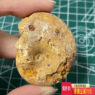 6252 黃色螺化石，細節看圖，特殊礦化菊石一個，