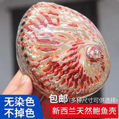 新西蘭紅色紋鮑魚貝殼家居飾品海螺殼魚缸水族創意擺件招財鮑魚殼~沁沁百貨