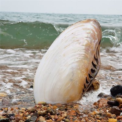 天然超大海洋貝殼珍珠蚌標本海螺海星魚缸造景居家客廳~定價