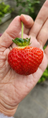 🍓巨無霸草莓苗｜粉黛白草莓  3吋盆草莓 無農藥 甜多汁